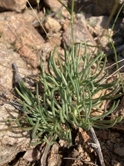 Phemeranthus confertiflorus