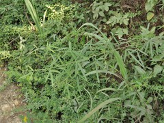Desmodium tenuifolium
