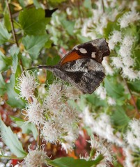 Libytheana carinenta bachmanii