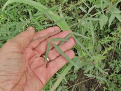 Desmodium tenuifolium