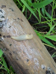 Krynickillus melanocephalus