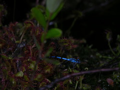 Enallagma annexum