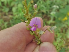 Desmodium tenuifolium