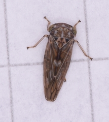 Idiocerus stigmaticalis