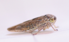 Idiocerus stigmaticalis