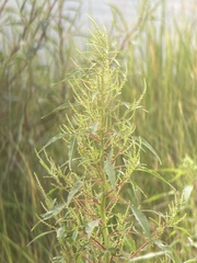 Amaranthus cannabinus