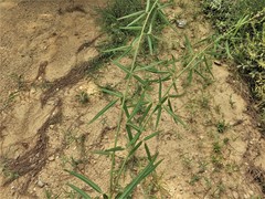 Desmodium tenuifolium
