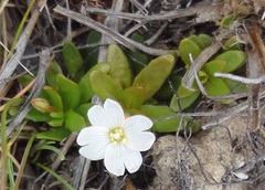 Epilobium tasmanicum