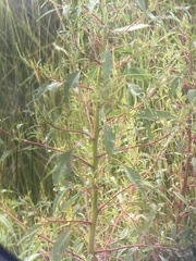 Amaranthus cannabinus