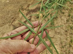 Desmodium tenuifolium
