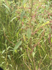 Amaranthus cannabinus