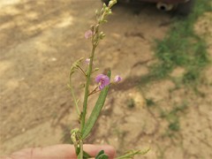 Desmodium tenuifolium