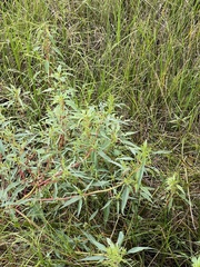 Amaranthus cannabinus