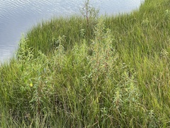 Amaranthus cannabinus