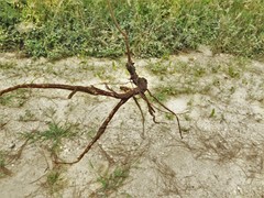 Desmodium tenuifolium