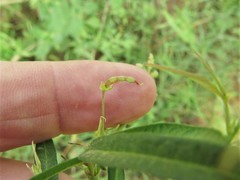 Desmodium tenuifolium