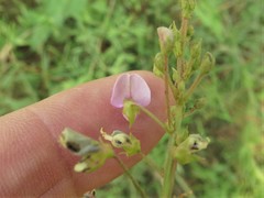 Desmodium tenuifolium