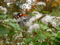 Libytheana carinenta bachmanii