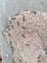 Metapolybia
