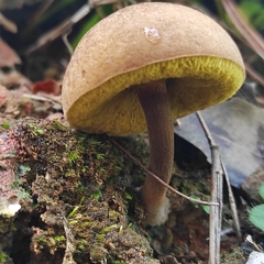 Boletellus chrysenteroides