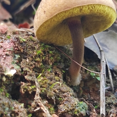 Boletellus chrysenteroides