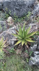 Agave obscura