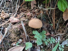 Boletellus chrysenteroides