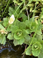 Micranthes stellaris