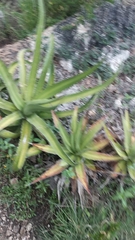 Agave obscura