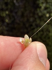 Micranthes stellaris