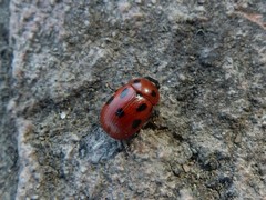 Gonioctena fornicata