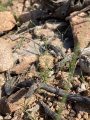 Drymaria leptophylla