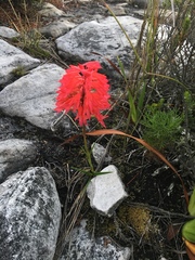 Disa ferruginea