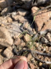 Drymaria leptophylla