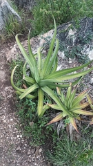 Agave obscura