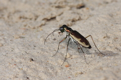 Eunota circumpicta johnsonii