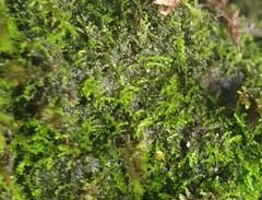 Cephaloziella hampeana