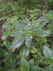 Impatiens parviflora