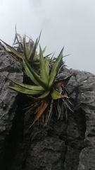 Agave obscura
