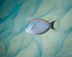 Acanthurus thompsoni