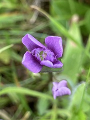 Gentianella campestris