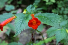 Achimenes heterophylla