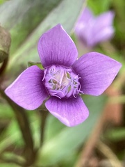 Gentianella campestris