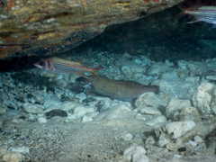 Brotula multibarbata