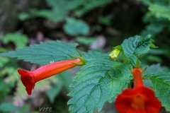 Achimenes heterophylla