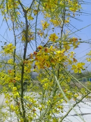 Parkinsonia aculeata