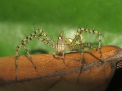 Peucetia rubrolineata