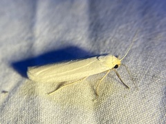 Crambidia xanthocorpa