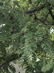 Gleditsia triacanthos