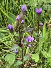 Gentianella campestris